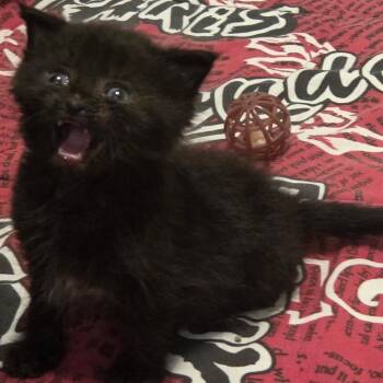 V8 -  Domestic Short Hair Cat for Adoption in Walker, Michigan - V8 | PetCurious