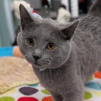 Domestic Medium Hair Cats Available for Adoption in Lakewood, Colorado - Elfie | PetCurious