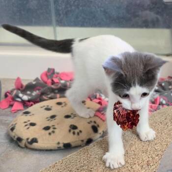 Gherkin -  Domestic Short Hair Cat for Adoption in Woodinville, Washington - Gherkin | PetCurious