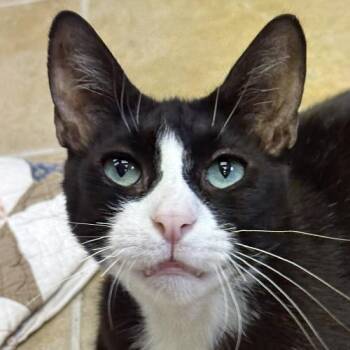 Hopper -  Domestic Short Hair Cat for Adoption in Crystal Lake, Illinois - Hopper | PetCurious