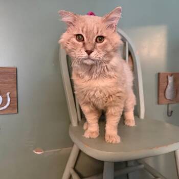 Fake cat -  American Shorthair Cat for Adoption in Sequatchie, Tennessee - Fake Cat | PetCurious