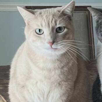 Rescue American Bobtail Cats for Adoption in Rochester, Minnesota - Corn | PetCurious