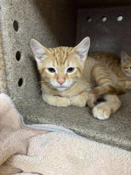 A798686 -  Domestic Short Hair Cat for Adoption in Louisville, Kentucky - A798686 | PetCurious