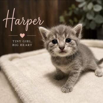 Harper -  Tabby and Domestic Short Hair Cat for Adoption in Concord, North Carolina - Harper | PetCurious