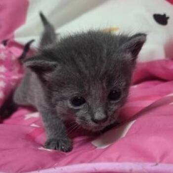 Slim -  Russian Blue Cat for Adoption in Liverpool, Texas - Slim | PetCurious