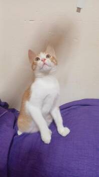Rescue Domestic Short Hair Cats for Adoption in Brampton, Ontario - Louis | PetCurious
