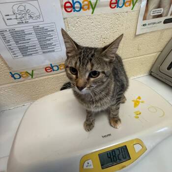 Louise -  Domestic Short Hair Cat for Adoption in Memphis, Tennessee - Louise | PetCurious