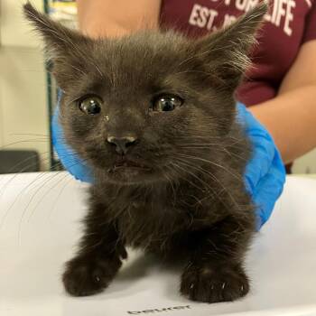 Domestic Short Hair Cats Available for Adoption in Las Cruces, New Mexico - Sandy | PetCurious