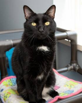 Wreck it Ralph bonded with Fix it Felix -  Domestic Short Hair Cat for Adoption in Boone, Iowa - Wreck It Ralph Bonded With Fix It Felix | PetCurious