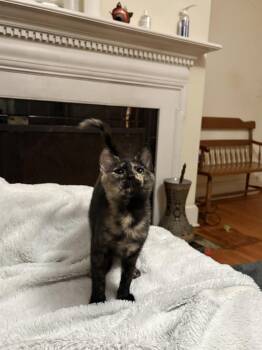 Blockbuster (Available for pre-adoption) -  Domestic Short Hair Cat for Adoption in Camden, South Carolina - Blockbuster (Available For Pre-adoption) | PetCurious