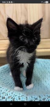 Rescue Domestic Medium Hair Cats for Adoption in Chuckey, Tennessee - Oliver | PetCurious