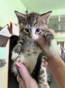 Canyon -  Domestic Short Hair and American Shorthair Cat for Adoption in Bedford, Indiana - Canyon | PetCurious