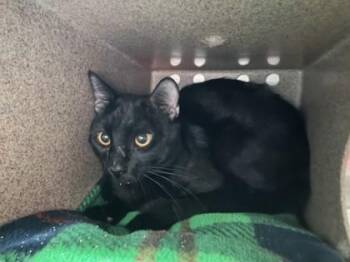 Domestic Short Hair Cats Available for Adoption in Farmers Branch, Texas - DumDum | PetCurious