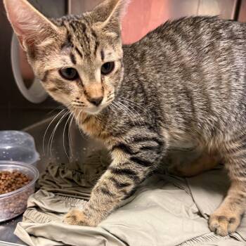 Ash -  Domestic Short Hair Cat for Adoption in Philadelphia, Pennsylvania - Ash | PetCurious