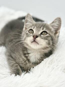Orbiter -  Russian Blue and Tabby Cat for Adoption in Covington, Louisiana - Orbiter | PetCurious