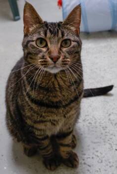 Jack -  Domestic Short Hair Cat for Adoption in Verona, Wisconsin - Jack | PetCurious