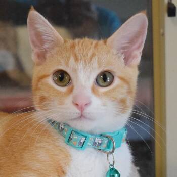 Tulsa -  Domestic Short Hair Cat for Adoption in Bulverde, Texas - Tulsa | PetCurious