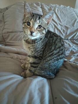 Tabby and Domestic Short Hair Cats Available for Adoption - Chicken | PetCurious