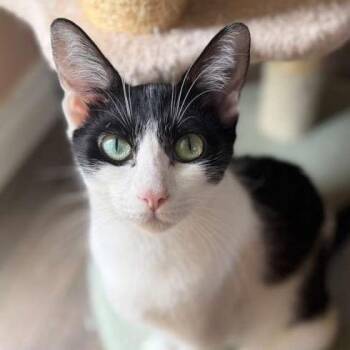 Gabby -  Domestic Short Hair Cat for Adoption in Lakewood, California - Gabby | PetCurious