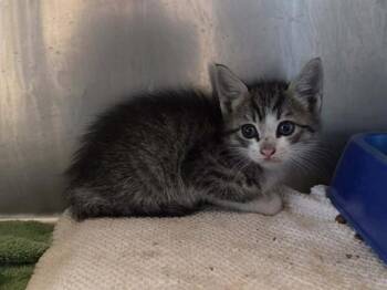Domestic Short Hair Cats Available for Adoption in Martinez, California - A1047383 | PetCurious