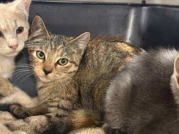 A1268702 -  Domestic Short Hair Cat for Adoption in Charlotte, North Carolina - A1268702 | PetCurious