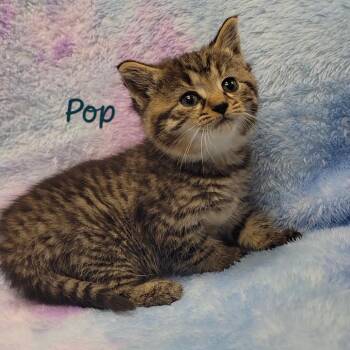 Pop -  Domestic Short Hair Cat for Adoption in Parkersburg, West Virginia - Pop | PetCurious