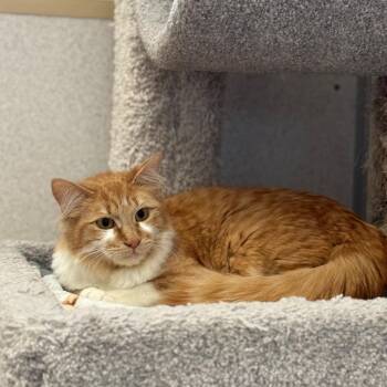 Domestic Long Hair Cats Available for Adoption - Cutie | PetCurious
