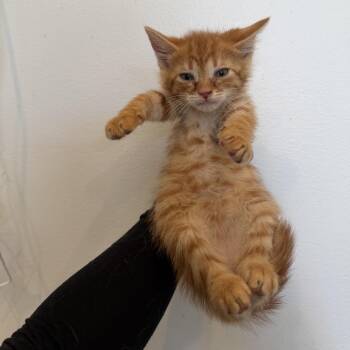 Domestic Short Hair Cats Available for Adoption in Chattanooga, Tennessee - Chutney | PetCurious