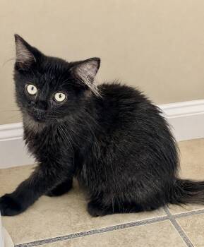 Jet (foster-raised) -  Domestic Medium Hair Cat for Adoption in Lacon, Illinois - Jet (foster-raised) | PetCurious