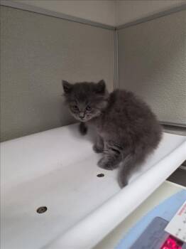 Domestic Medium Hair Cats Available for Adoption in Tracy, California - A047191 | PetCurious