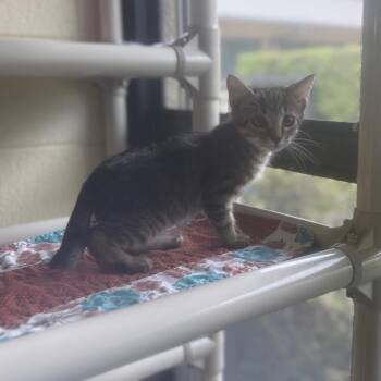 Bronco -  Domestic Short Hair Cat for Adoption - Bronco | PetCurious
