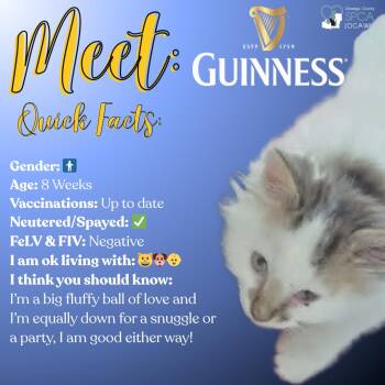 Domestic Long Hair Cats Available for Adoption in Fulton, New York - Guinness | PetCurious