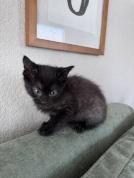 OIA -  Domestic Short Hair Cat Available for Adoption in Colorado Springs, Colorado - OIA | PetCurious