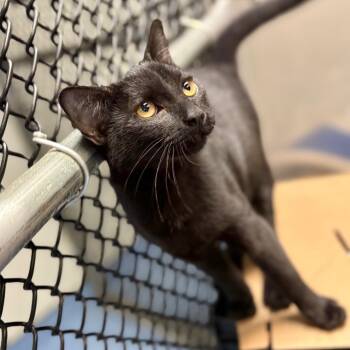 Jet -  Domestic Short Hair Cat Available for Adoption in New York, New York - Jet | PetCurious