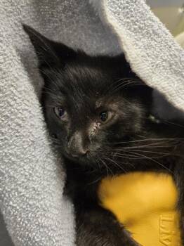 EASTON -  Domestic Short Hair Cat for Adoption in Kent, Washington - EASTON | PetCurious
