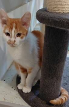Creamsicle -  Domestic Short Hair Cat for Adoption in Landenberg, Pennsylvania - Creamsicle | PetCurious