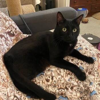 Oreo -  Domestic Short Hair Cat Available for Adoption in Fairfax, Virginia - Oreo | PetCurious