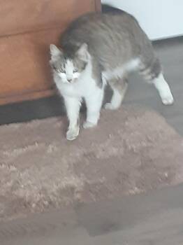 Domestic Long Hair Cats Available for Adoption - Dolly | PetCurious