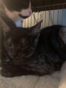 Rescue Domestic Short Hair Cats for Adoption in Berkeley Heights, New Jersey - Charlie | PetCurious