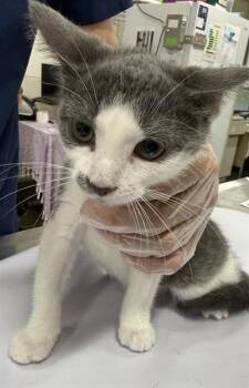 Domestic Short Hair Cats Available for Adoption - SANDY | PetCurious
