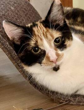 Rescue Domestic Short Hair Cats for Adoption in Leechburg, Pennsylvania - Tiger Lily | PetCurious