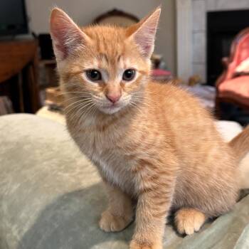 Domestic Short Hair Cats Available for Adoption in Huntsville, Alabama - Ginger | PetCurious