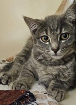 Hula -  Domestic Short Hair Cat for Adoption in Bellevue, Washington - Hula | PetCurious