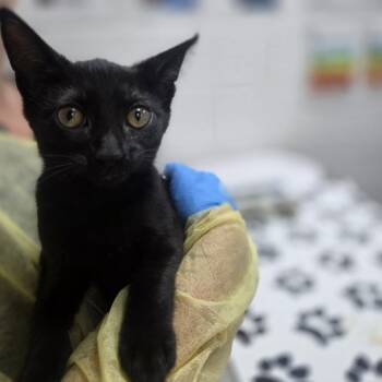 Heelys -  Domestic Short Hair Cat for Adoption in Incline Village, Nevada - Heelys | PetCurious