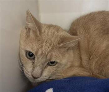 A887270 -  Domestic Short Hair Cat for Adoption in Camarillo, California - A887270 | PetCurious