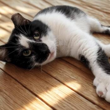 American Shorthair Cats Available for Adoption in Oceanside, New York - Sugar | PetCurious
