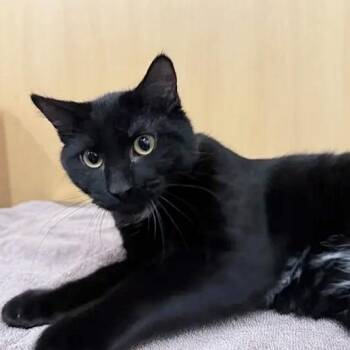 Remington -  Domestic Medium Hair Cat for Adoption in Brentwood, Missouri - Remington | PetCurious
