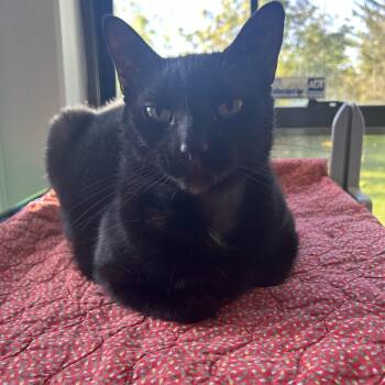 Drax -  Domestic Short Hair Cat Available for Adoption in Lansing, Michigan - Drax | PetCurious