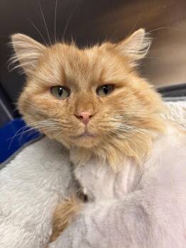 Domestic Short Hair Cats Available for Adoption - Ice King | PetCurious