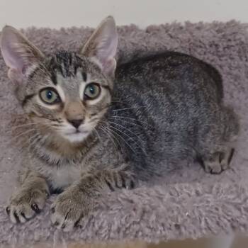 Rescue Domestic Short Hair Cats for Adoption in Bulverde, Texas - Root Beer | PetCurious